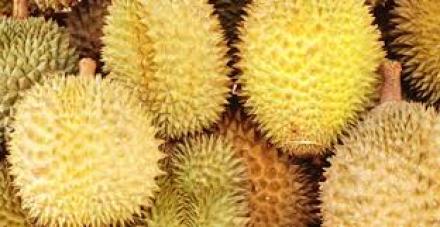 Potensi Buah Durian di Desa Bestala